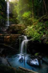 Scenic view of waterfall in forest