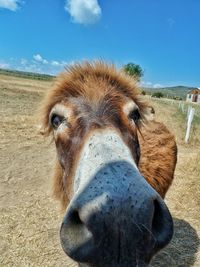 Close-up portrait of a horse on field