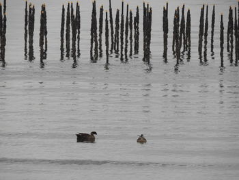 High angle view of ducks swimming in lake