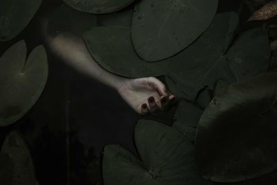 Cropped hand of woman amidst leaves in pond