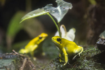 Close-up of yellow fish in aquarium