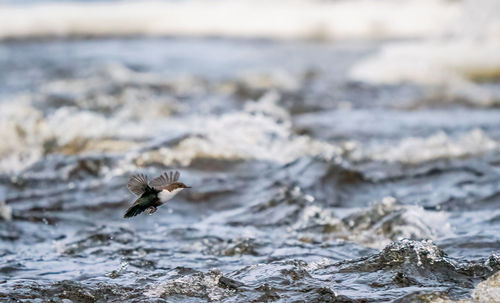 Bird flying over sea