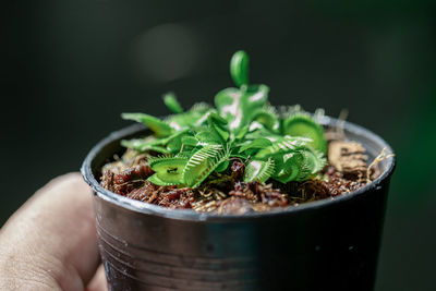 Close-up of hand holding green plant