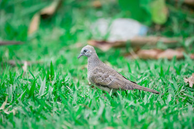 Side view of a bird on field