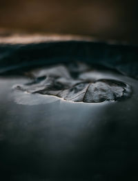 Close-up of dry leaves on paper