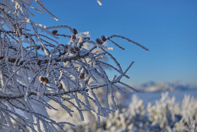 Close-up of frozen plant against sky