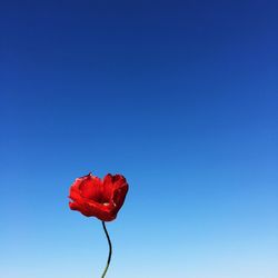 Close-up of red rose blooming against clear blue sky