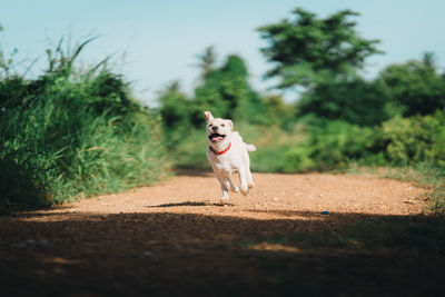 Portrait of dog running on street