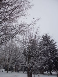 Low angle view of trees on snow covered landscape