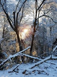 Snow covered bare trees in forest during sunset