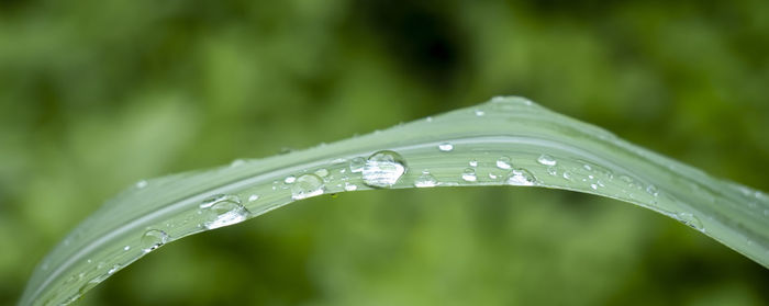 Close-up of raindrops on leaf