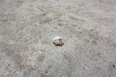 High angle view of crab on sand