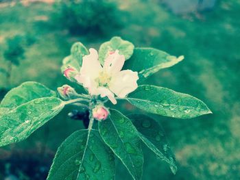 Close-up of flower blooming outdoors