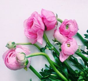 Close-up of pink rose