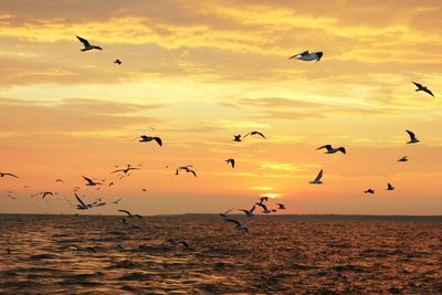 Flock of seagulls flying over sea