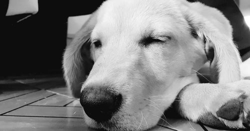 Close-up of a dog looking away