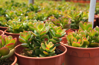 Close-up of succulent plants in yard
