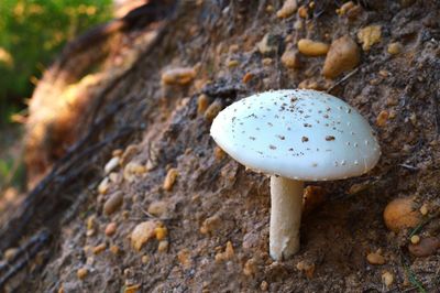 Close-up of mushroom growing on tree trunk