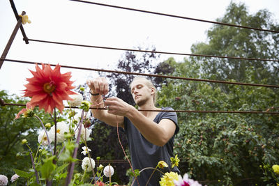 Low angle view of male gardener tying string to flowers for support in yard