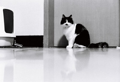 Portrait of cat sitting on table at home