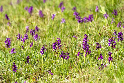 Close-up of fresh purple flowers in field