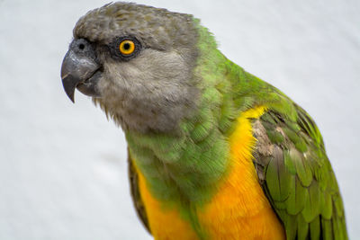 Close-up of senegal parrot against sky