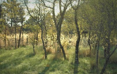 View of trees in forest