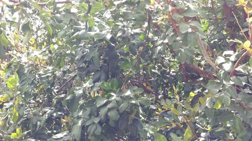 Low angle view of tree