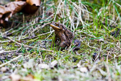 Close-up of frog on field