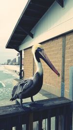 Seagull perching on railing