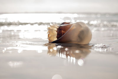 Close-up of shell on sea against sky