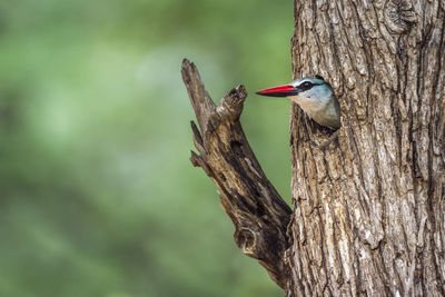 Close-up of bird perching on tree trunk