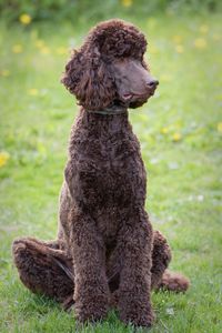 Portrait of brown poodle dog standing on grassy field