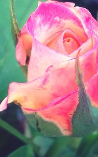 Close-up of pink rose