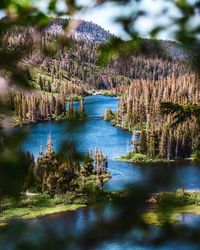 Scenic view of river amidst trees in forest