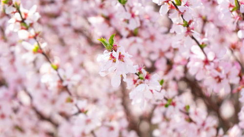 Close-up of pink cherry blossom