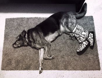 Dog sleeping on bed