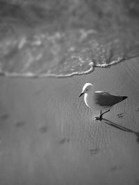 Seagull flying over white background