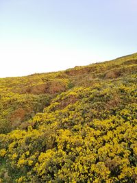 Scenic view of yellow flowering plants on field against clear sky