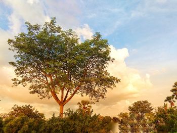 Low angle view of tree against sky