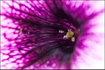 Full frame shot of flower