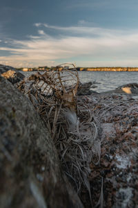 Close-up of rocks on beach against sky during sunset