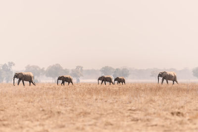 A family of elephants make their way across the open plains  in the lower zambezi.