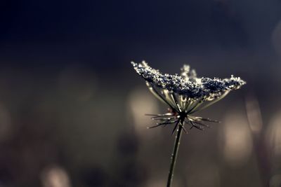 Close-up of wilted flower on plant