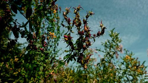 Low angle view of flowering plant against tree