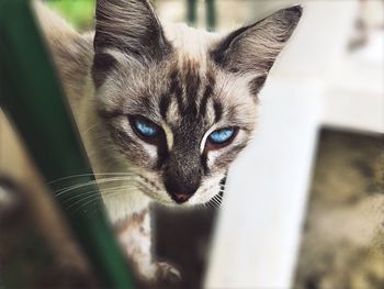 Close-up portrait of a cat