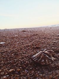 Close-up of pebbles on beach against sky