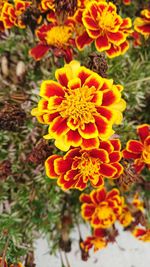Close-up of marigold flowers blooming outdoors