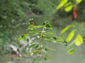 Close-up of insect on plant