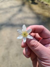 Close-up of hand holding flowering plant